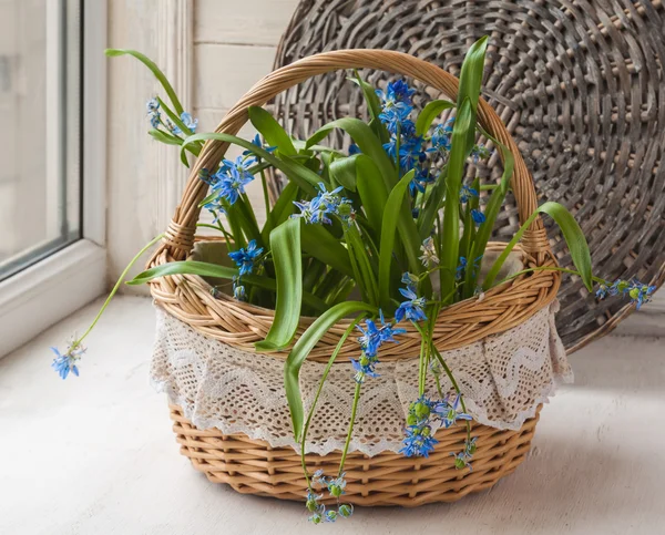 Siberian Scilla i korg — Stockfoto