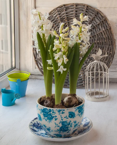 White hyacinth flowers in vintage pot — Stock Photo, Image