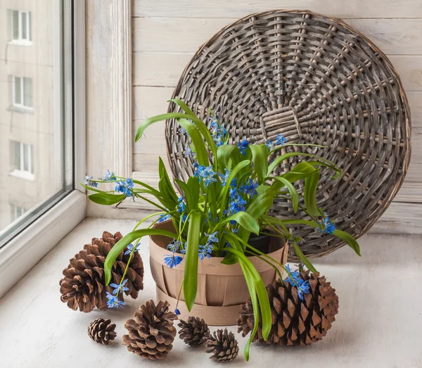 Siberian Scilla i korg — Stockfoto