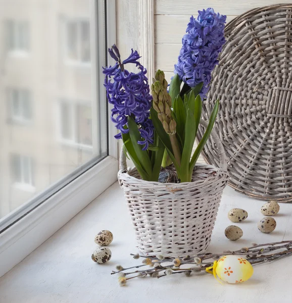 Hyacinths in white basket — Stock Photo, Image