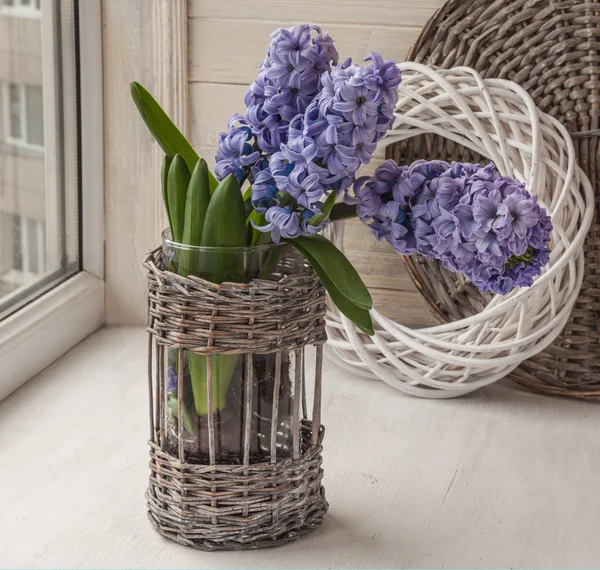 Hyacinths bloom on windowsill — Stock Photo, Image