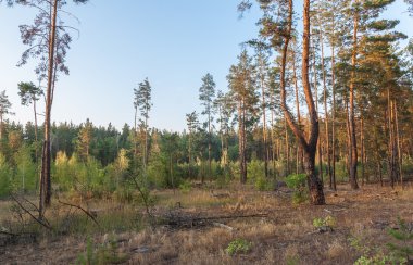 Günbatımı çam ormanı içinde