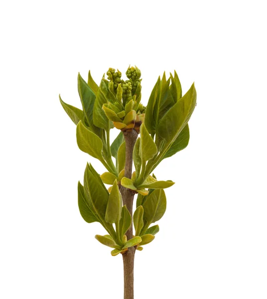 Branch with buds of lilac — Stock Photo, Image