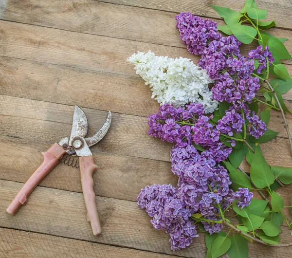 Pobočky Lila a zahradnické nůžky — Stock fotografie