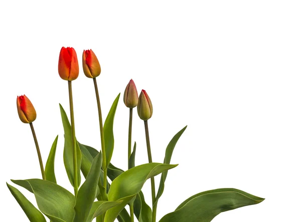 Schöne rote Tulpen — Stockfoto