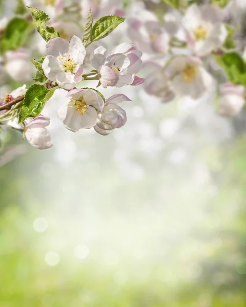 Flowering branch of apple tree — Stock Photo, Image