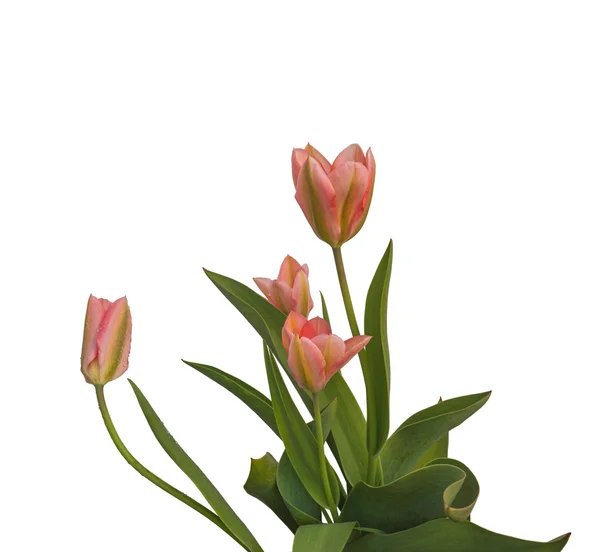 Spring pink tulips — Stock Photo, Image