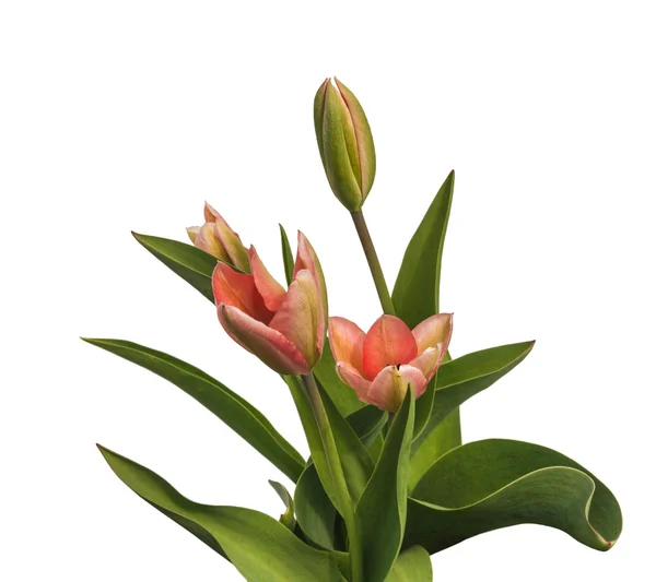 Fjærrosa tulipaner – stockfoto