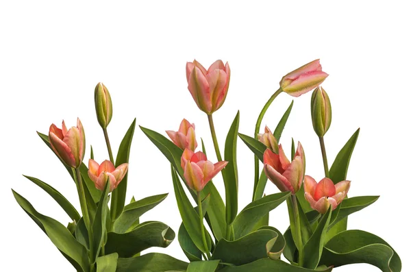 Spring pink tulips — Stock Photo, Image