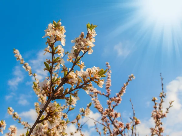 Bloeiende tak van de appelboom — Stockfoto