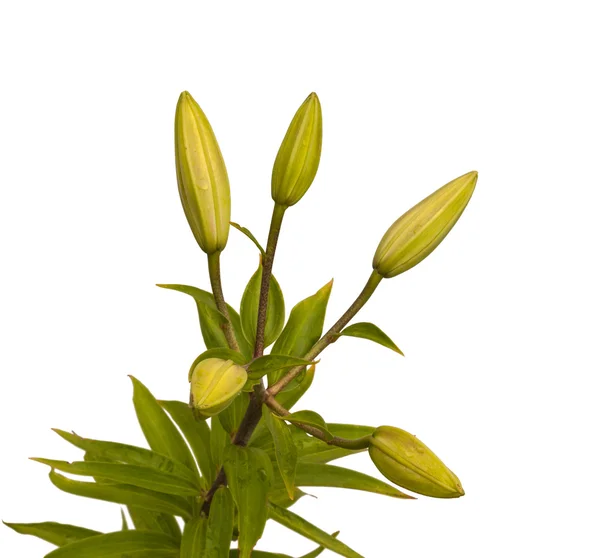 Branch of  lilies with buds — Stock Photo, Image