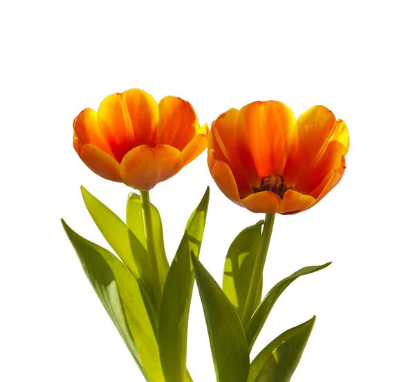 Beautiful Orange-red tulips Royalty Free Stock Photos