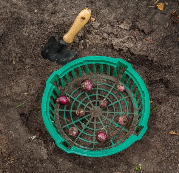 Гиацинты в корзину для посадки луковиц — стоковое фото