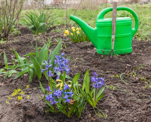 Modré hyacinty v zahradě — Stock fotografie