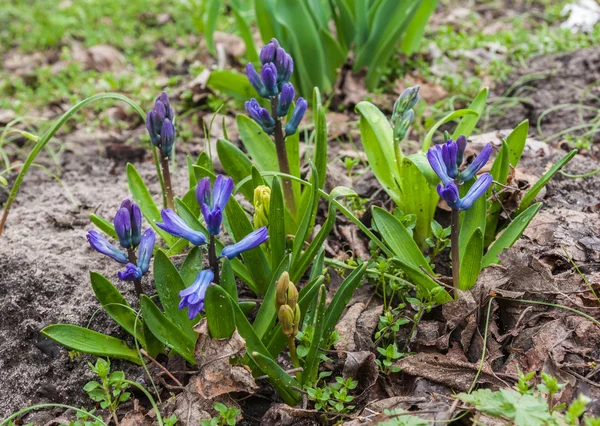 Schöne blaue Hyazinthen — Stockfoto