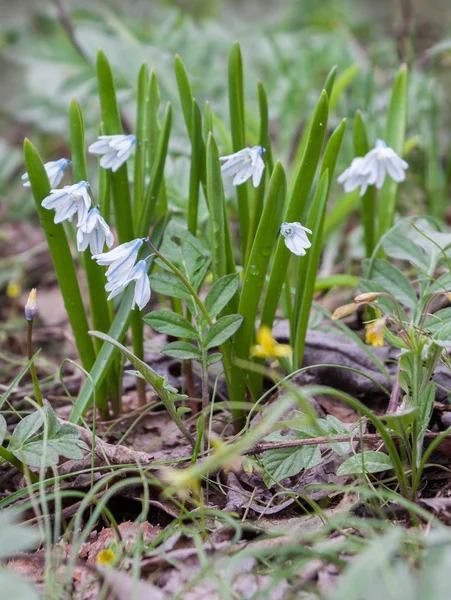 Frühlingsblume Puschkinia — Stockfoto