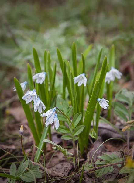 Frühlingsblume Puschkinia — Stockfoto