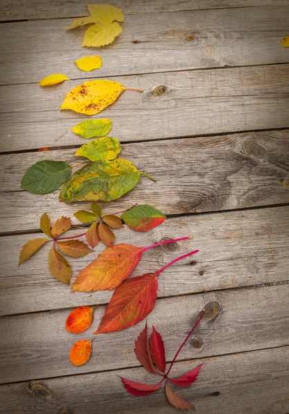 Autumn leaves on a wooden background — Stock Photo, Image