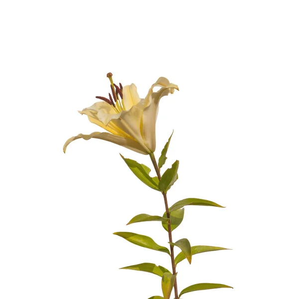 Branche de Lys Lilium Ot-hybrides — Photo
