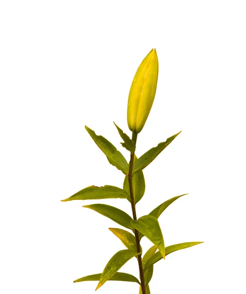 Gałąź lilia Lilium Ot-hybrydy — Zdjęcie stockowe