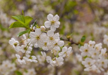 Yağmur damlaları ile kiraz çiçekleri Dalı