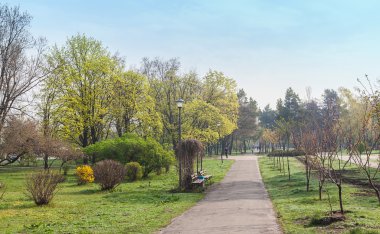 Kyoto Parkı Kiev sokakta Sakura