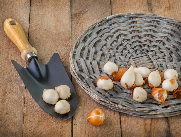 Tulip bulbs and garden shovel — Stock Photo, Image