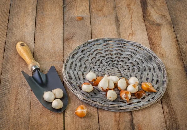 Tulip bulbs and garden shovel — Stock Photo, Image