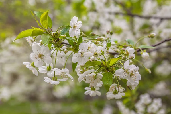 Rama de flores de cerezo con gotas de lluvia — Foto de Stock