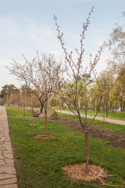 Sakura alej v Kjótu parku v Kyjevě — Stock fotografie