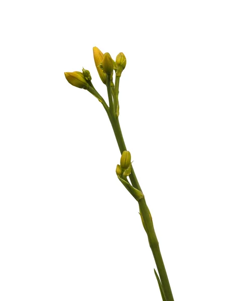 Υποκατάστημα της daylily με μπουμπούκια — Φωτογραφία Αρχείου
