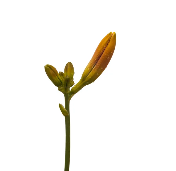 Zweig der Taglilie mit Knospen — Stockfoto