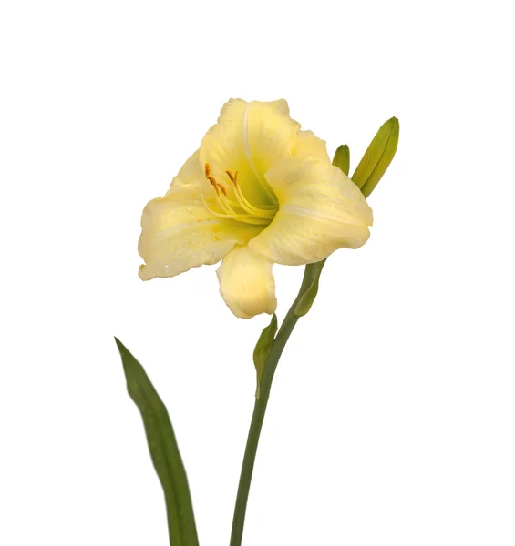 Daylily με δροσοσταλίδες — Φωτογραφία Αρχείου