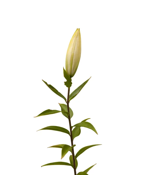 Branch of  lily with bud — Stock Photo, Image