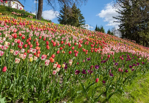 Flower Show i Landscape Park i Kiev — Stockfoto