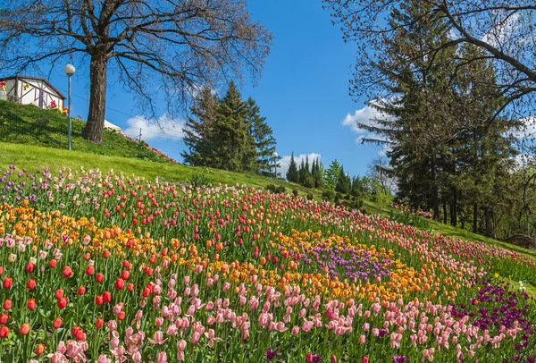 Flower Show i Landscape Park i Kiev — Stockfoto