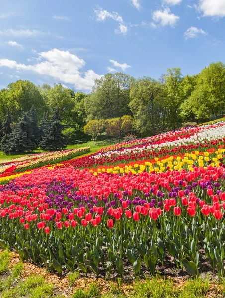 Flower Show i Landscape Park i Kiev — Stockfoto