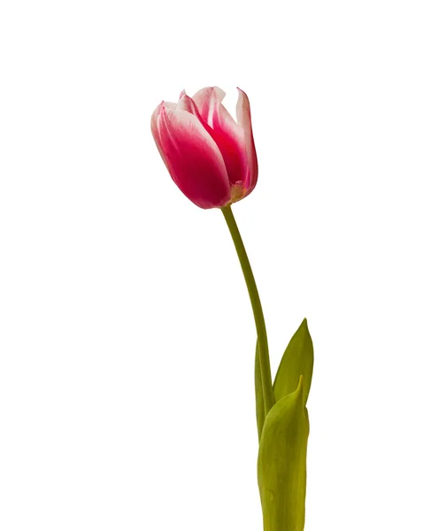 Beautiful pink Tulip — Stock Photo, Image