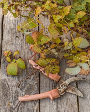 Secateurs ve ahududu kaynaklanıyor