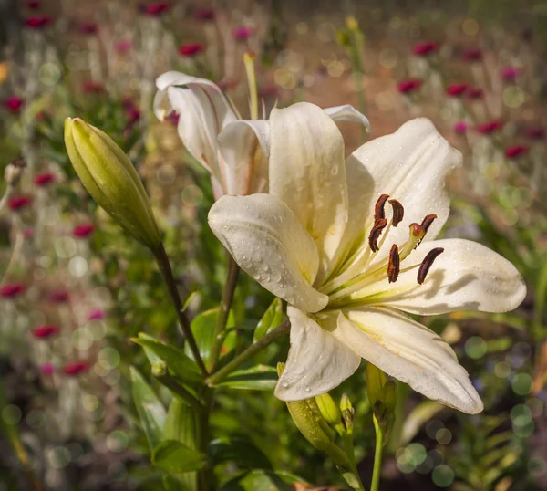 Ibrido bianco giglio orientale — Foto Stock