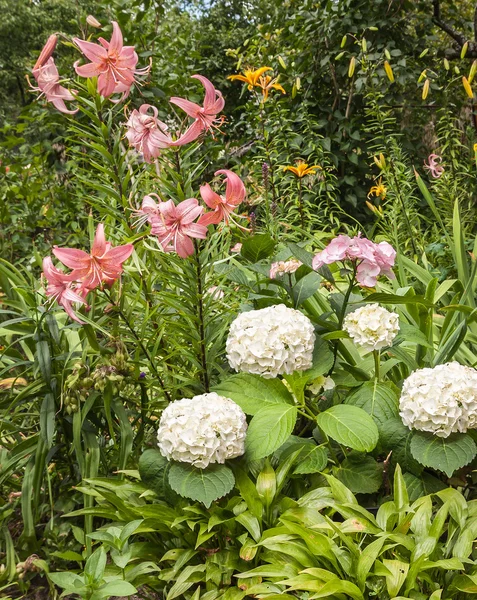 Flowerbed met hortensia en lelies — Stockfoto