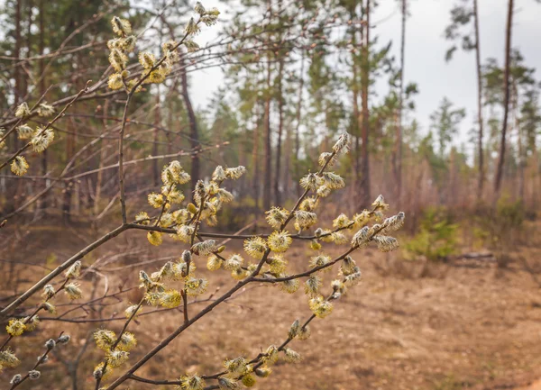 Ramitas de sauce floreciendo en el bosque —  Fotos de Stock