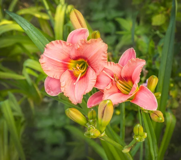 Florescendo flores rosa de Hemerocallis — Fotografia de Stock