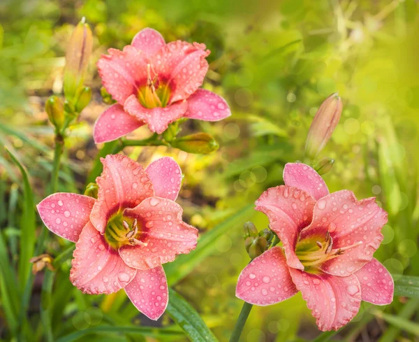 Blommande rosa Hemerocallis blommor — Stockfoto
