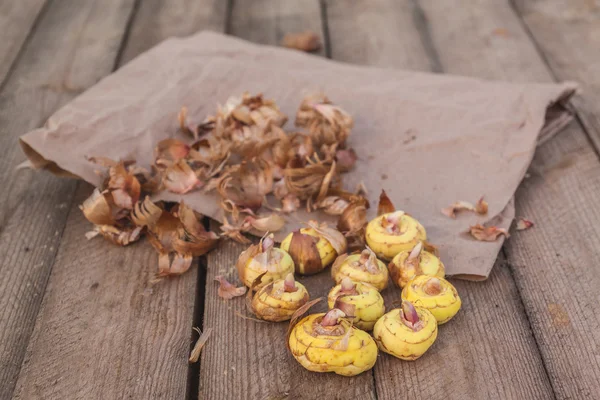 Bolbos Gladiolus antes do plantio — Fotografia de Stock