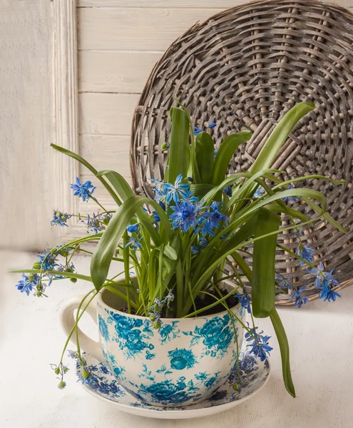 Siberian Scilla blommor — Stockfoto