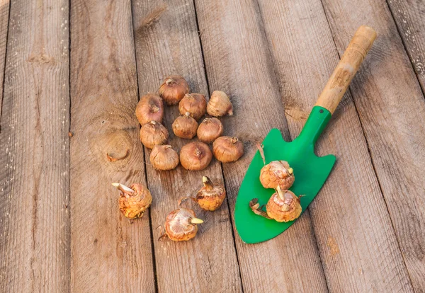 Gladiolen bollen en tuin shovel — Stockfoto