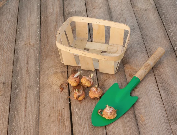 Gladiolus bulbs before planting — Stock Photo, Image