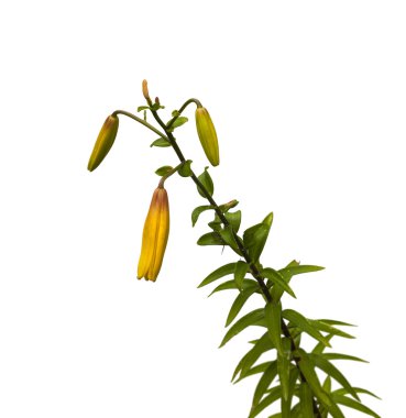 Sarı Lilyum Şubesi 