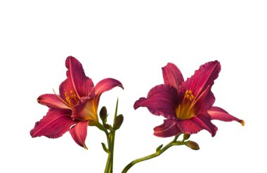 Mor daylily çiçekler
